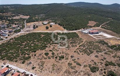 Bergama Zeytindağ Da Satılık EV ARsa
