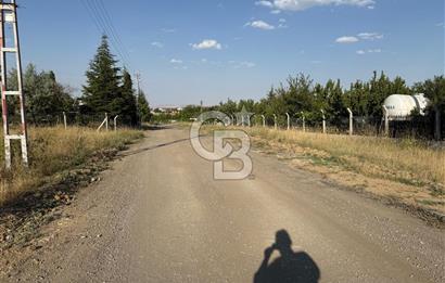 Sirkelinin En Güzel Yeri Sarıbayırda TekTapu Ağaçları Yetişkin