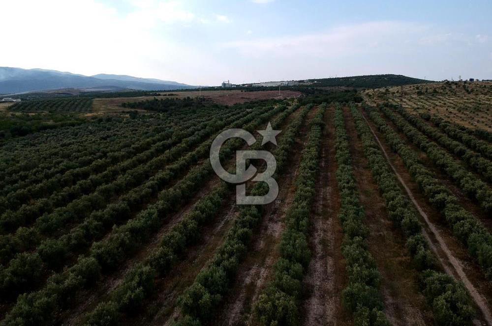 SALİHLİ DOMBAYLI MAHALLESİNDE SATILIK TARLA