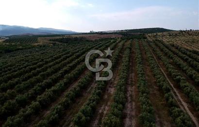 SALİHLİ DOMBAYLI MAHALLESİNDE SATILIK TARLA