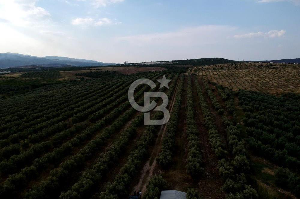 SALİHLİ DOMBAYLI MAHALLESİNDE SATILIK TARLA