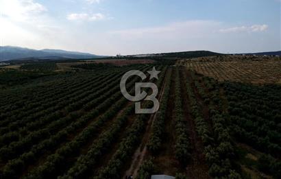 SALİHLİ DOMBAYLI MAHALLESİNDE SATILIK TARLA