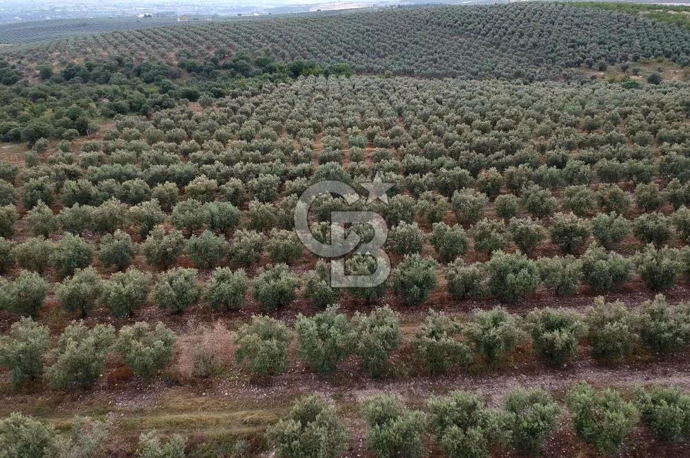 SALİHLİ DOMBAYLI MAHALLESİNDE SATILIK TARLA
