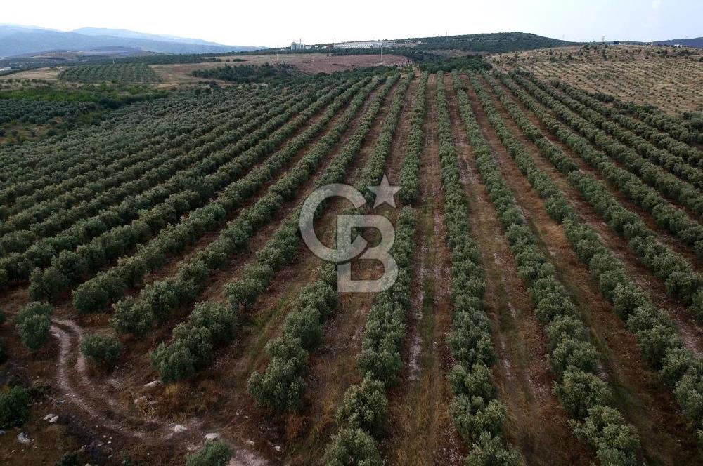 SALİHLİ DOMBAYLI MAHALLESİNDE SATILIK TARLA