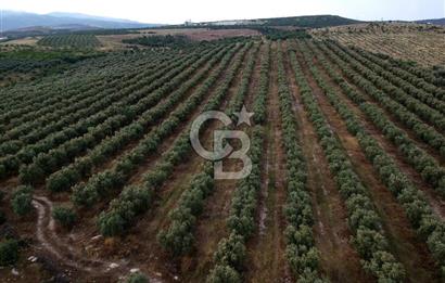 SALİHLİ DOMBAYLI MAHALLESİNDE SATILIK TARLA