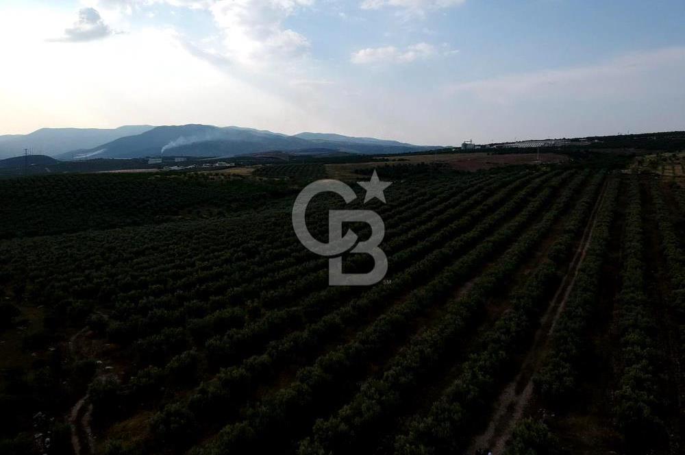 SALİHLİ DOMBAYLI MAHALLESİNDE SATILIK TARLA