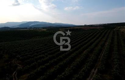 SALİHLİ DOMBAYLI MAHALLESİNDE SATILIK TARLA