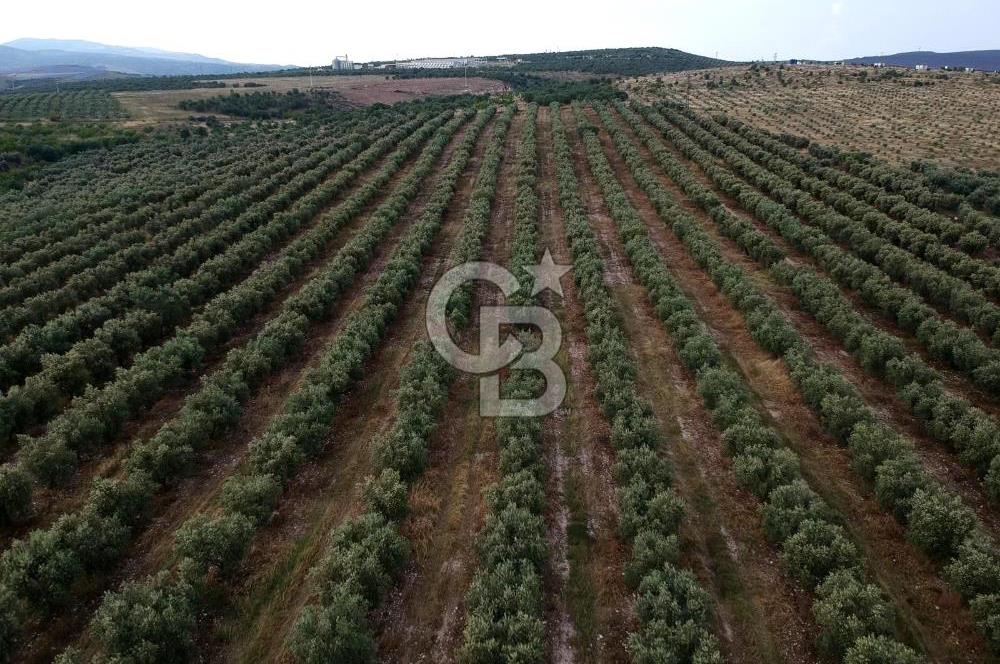 SALİHLİ DOMBAYLI MAHALLESİNDE SATILIK TARLA