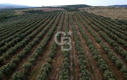 SALİHLİ DOMBAYLI MAHALLESİNDE SATILIK TARLA