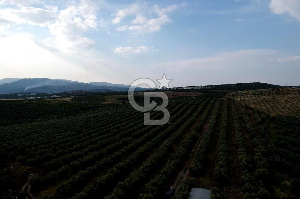 SALİHLİ DOMBAYLI MAHALLESİNDE SATILIK TARLA