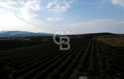 SALİHLİ DOMBAYLI MAHALLESİNDE SATILIK TARLA