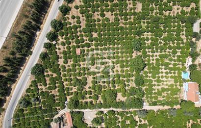 GÜZELBAHÇE’DE İMARA VE OTOBANA KOMŞU SATILIK DEĞERLİ ARAZİ