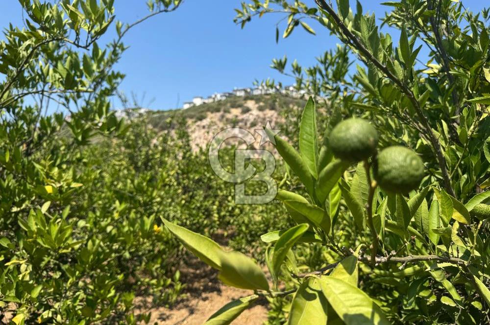 GÜZELBAHÇE’DE İMARA VE OTOBANA KOMŞU SATILIK DEĞERLİ ARAZİ