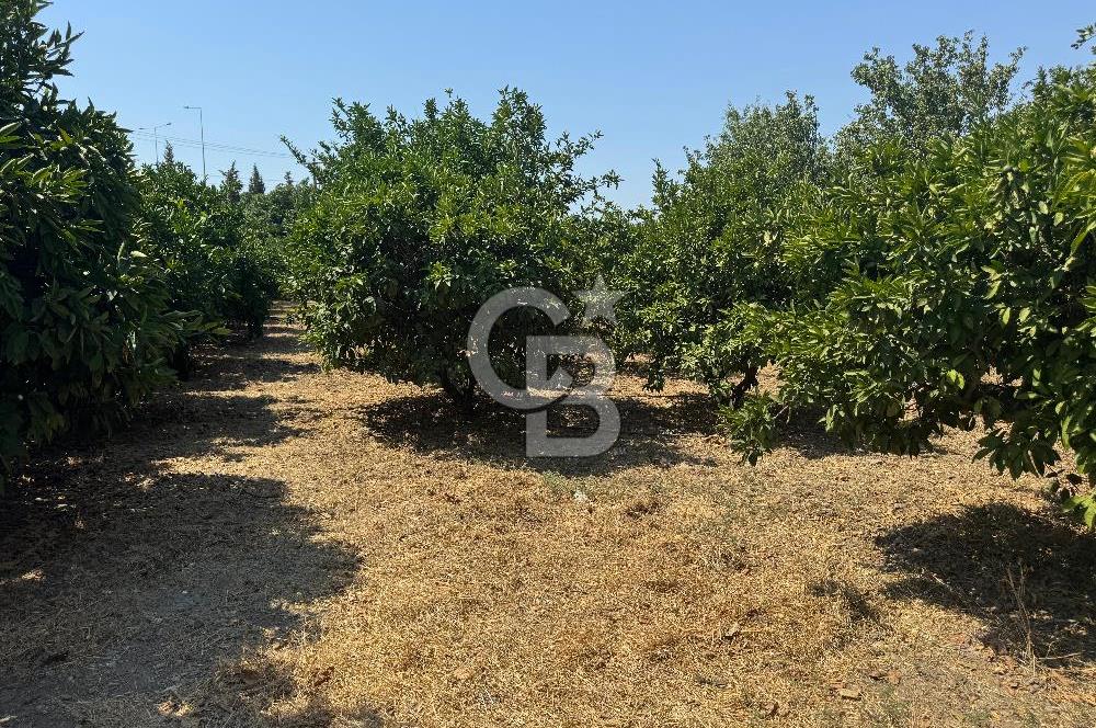 GÜZELBAHÇE’DE İMARA VE OTOBANA KOMŞU SATILIK DEĞERLİ ARAZİ