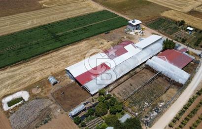 100 Büyükbaş 4.468 m² Genişletmeye Uygun Çiftlik ve 2 Katlı Ev