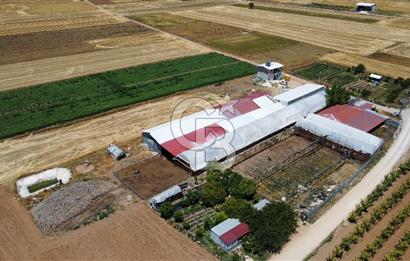 100 Büyükbaş 4.468 m² Genişletmeye Uygun Çiftlik ve 2 Katlı Ev