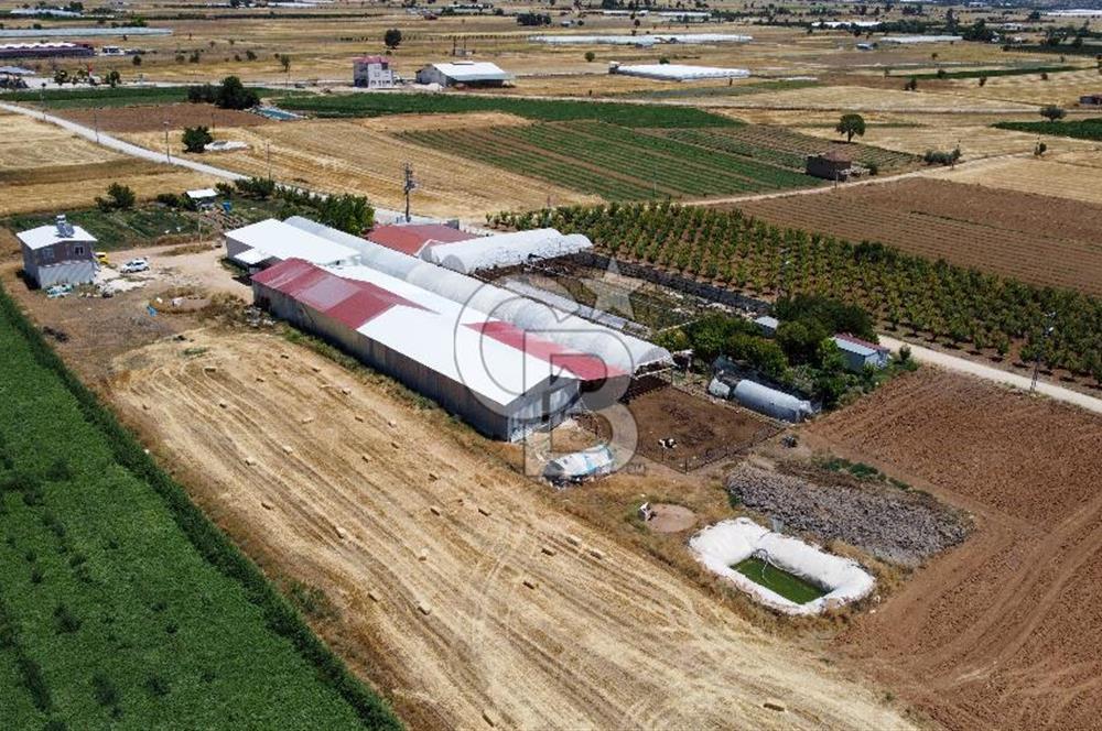 100 Büyükbaş 4.468 m² Genişletmeye Uygun Çiftlik ve 2 Katlı Ev