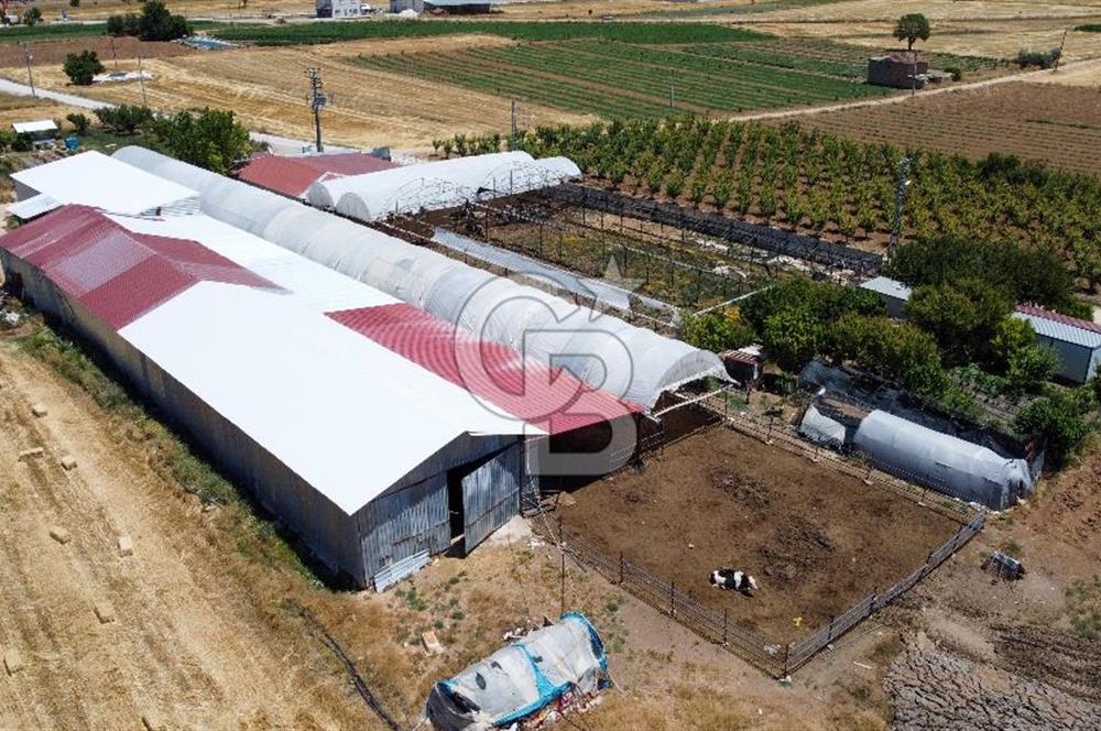 100 Büyükbaş 4.468 m² Genişletmeye Uygun Çiftlik ve 2 Katlı Ev