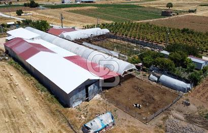 100 Büyükbaş 4.468 m² Genişletmeye Uygun Çiftlik ve 2 Katlı Ev