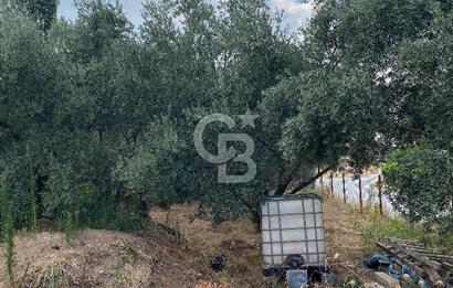 Manisa Ahmetli’de Satılık 388 m2 Bahçe 
