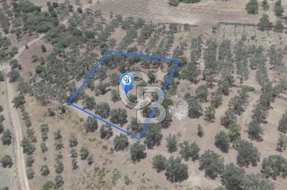 ALİAĞA HELVACI KÖYÜ'NDE SATILIK TARLA