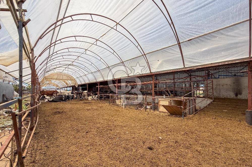 100 Büyükbaş 4.468 m² Genişletmeye Uygun Çiftlik ve 2 Katlı Ev