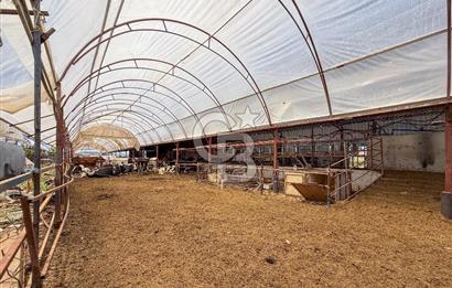 100 Büyükbaş 4.468 m² Genişletmeye Uygun Çiftlik ve 2 Katlı Ev