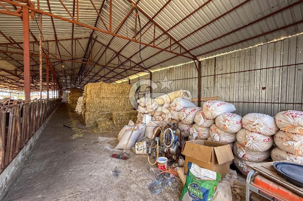 100 Büyükbaş 4.468 m² Genişletmeye Uygun Çiftlik ve 2 Katlı Ev