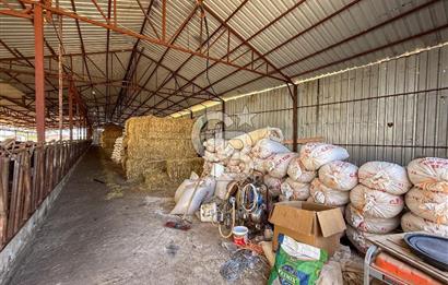 100 Büyükbaş 4.468 m² Genişletmeye Uygun Çiftlik ve 2 Katlı Ev