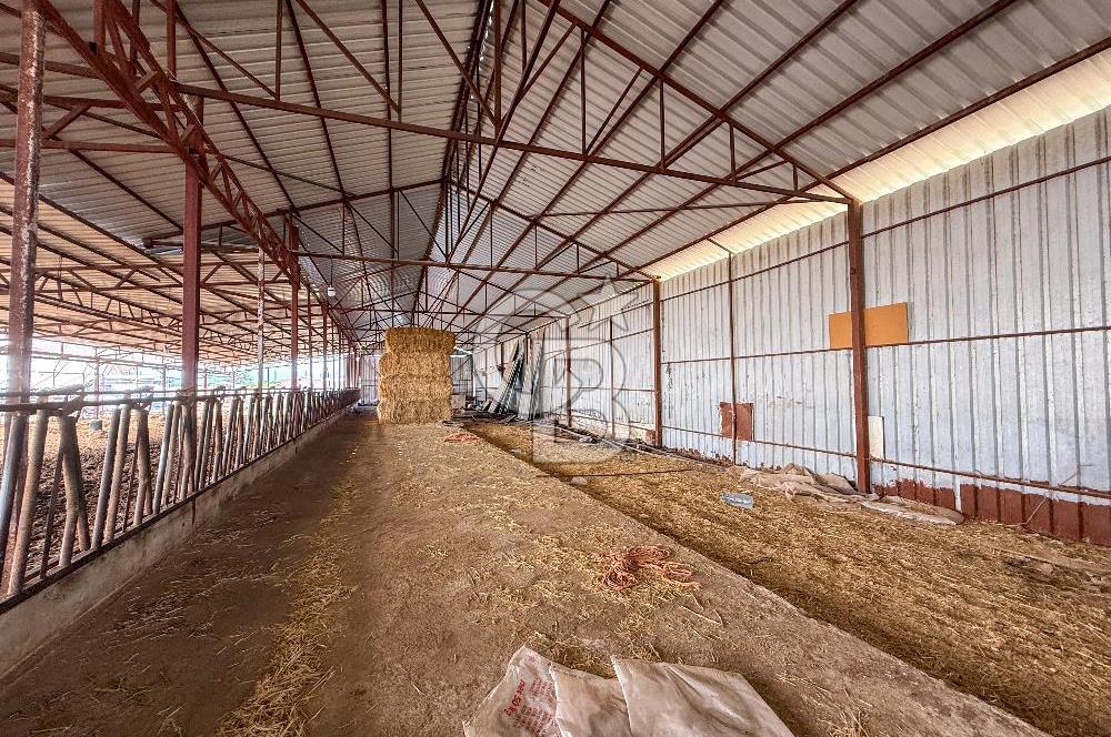 100 Büyükbaş 4.468 m² Genişletmeye Uygun Çiftlik ve 2 Katlı Ev