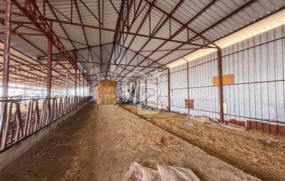 100 Büyükbaş 4.468 m² Genişletmeye Uygun Çiftlik ve 2 Katlı Ev