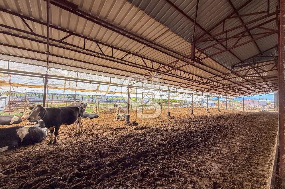 100 Büyükbaş 4.468 m² Genişletmeye Uygun Çiftlik ve 2 Katlı Ev