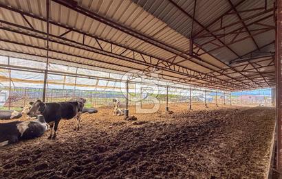 100 Büyükbaş 4.468 m² Genişletmeye Uygun Çiftlik ve 2 Katlı Ev