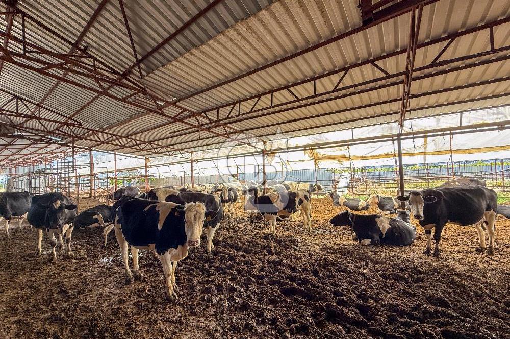 100 Büyükbaş 4.468 m² Genişletmeye Uygun Çiftlik ve 2 Katlı Ev