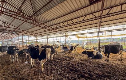 100 Büyükbaş 4.468 m² Genişletmeye Uygun Çiftlik ve 2 Katlı Ev