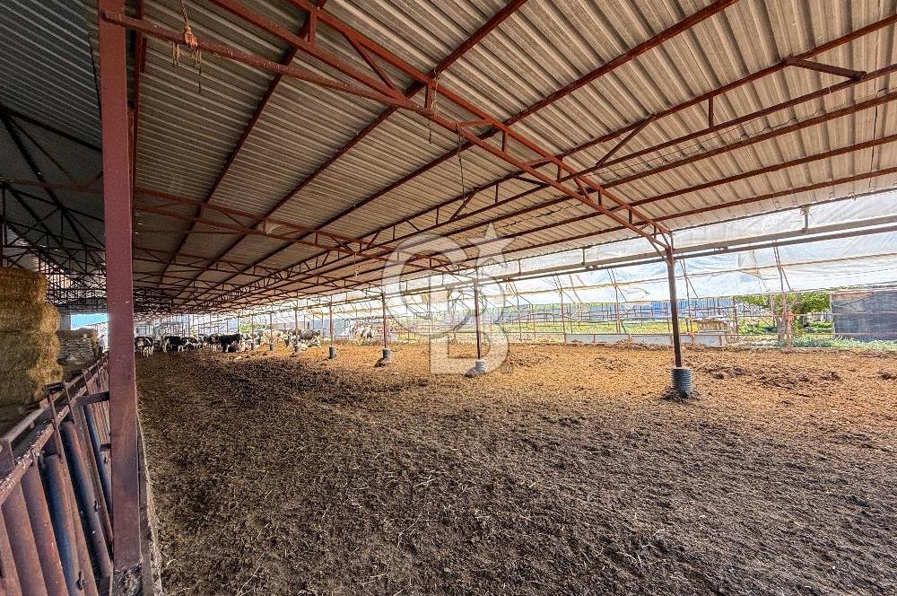 100 Büyükbaş 4.468 m² Genişletmeye Uygun Çiftlik ve 2 Katlı Ev