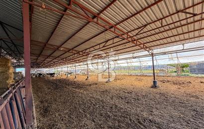 100 Büyükbaş 4.468 m² Genişletmeye Uygun Çiftlik ve 2 Katlı Ev