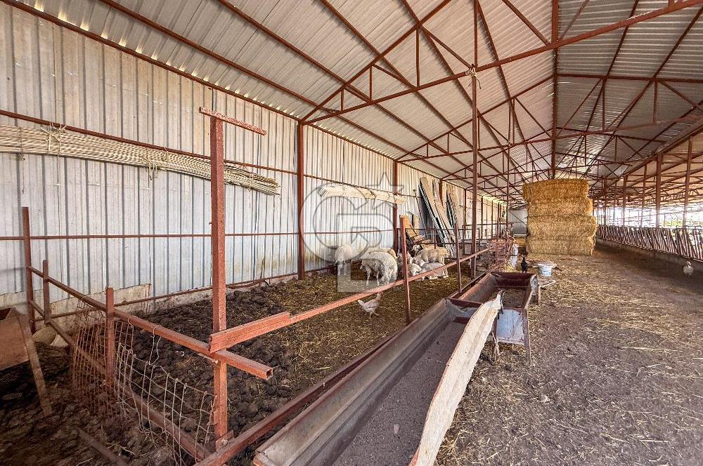 100 Büyükbaş 4.468 m² Genişletmeye Uygun Çiftlik ve 2 Katlı Ev