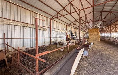 100 Büyükbaş 4.468 m² Genişletmeye Uygun Çiftlik ve 2 Katlı Ev
