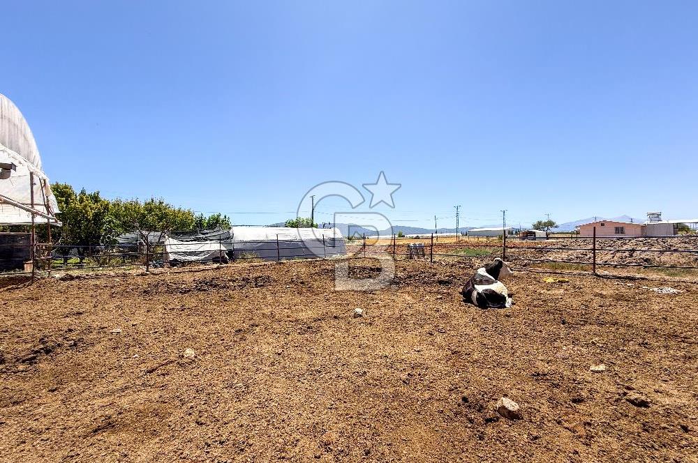 100 Büyükbaş 4.468 m² Genişletmeye Uygun Çiftlik ve 2 Katlı Ev