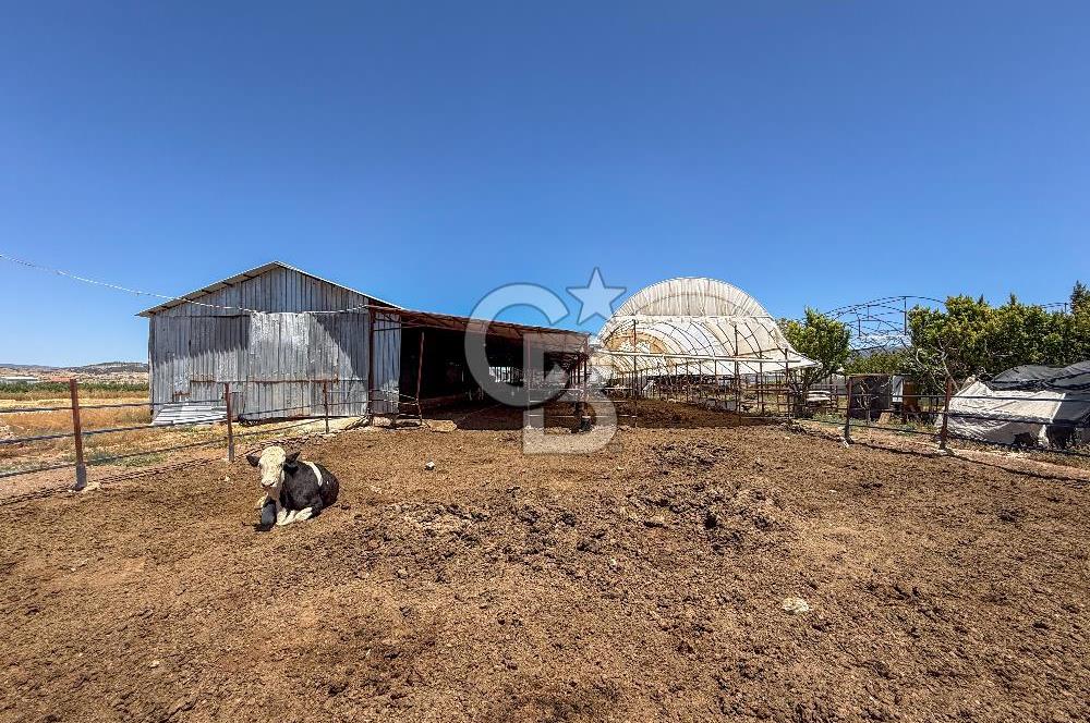 100 Büyükbaş 4.468 m² Genişletmeye Uygun Çiftlik ve 2 Katlı Ev