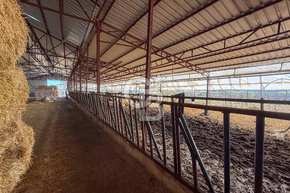 100 Büyükbaş 4.468 m² Genişletmeye Uygun Çiftlik ve 2 Katlı Ev