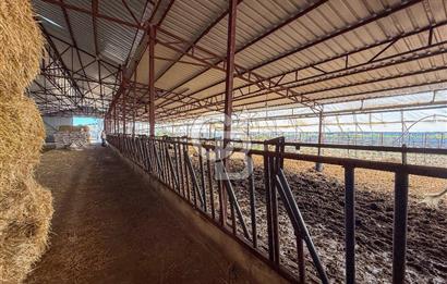 100 Büyükbaş 4.468 m² Genişletmeye Uygun Çiftlik ve 2 Katlı Ev