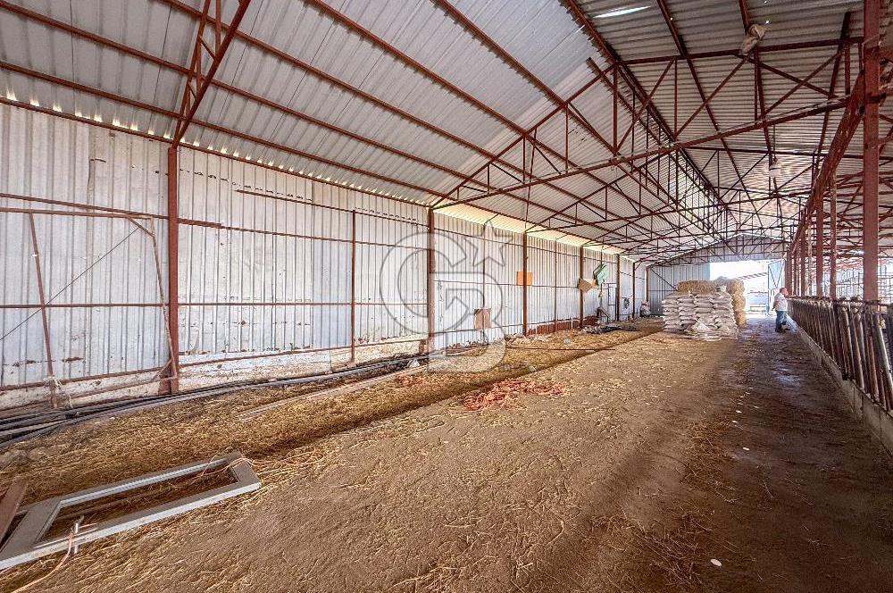 100 Büyükbaş 4.468 m² Genişletmeye Uygun Çiftlik ve 2 Katlı Ev