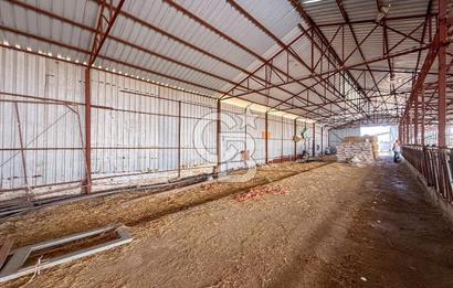 100 Büyükbaş 4.468 m² Genişletmeye Uygun Çiftlik ve 2 Katlı Ev