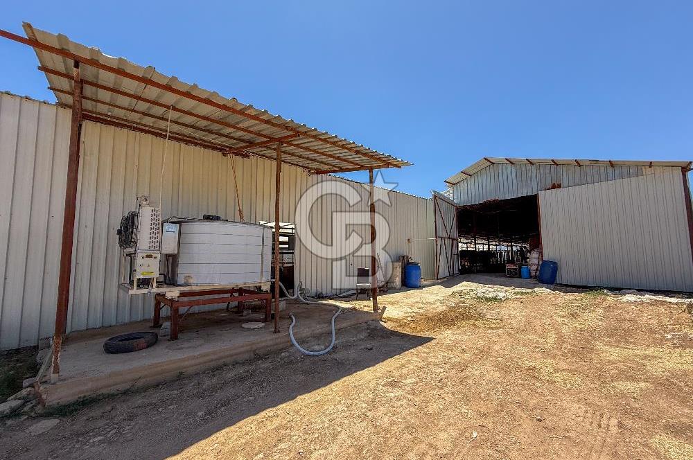 100 Büyükbaş 4.468 m² Genişletmeye Uygun Çiftlik ve 2 Katlı Ev