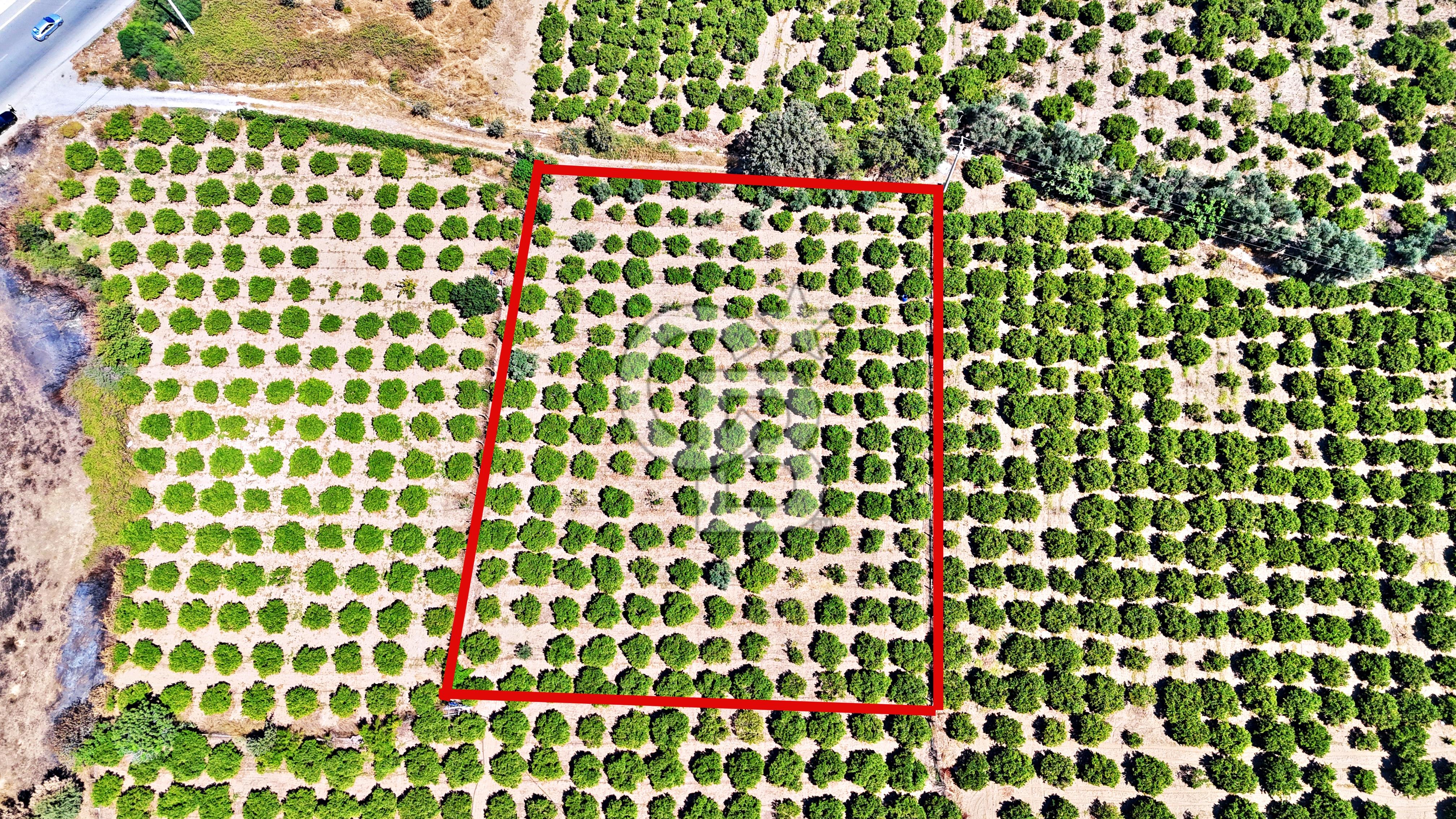 SEFERİHİSAR AKARCA'DA SATILIK BAHÇE