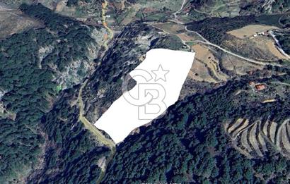 İzmir Kavacık 23.196,68 m2 Bağ ve Zeytinlik Olan Satılık Arsa