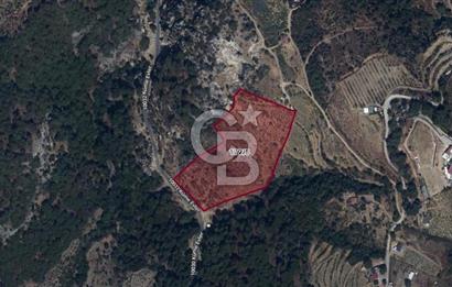 İzmir Kavacık 23.196,68 m2 Bağ ve Zeytinlik Olan Satılık Arsa