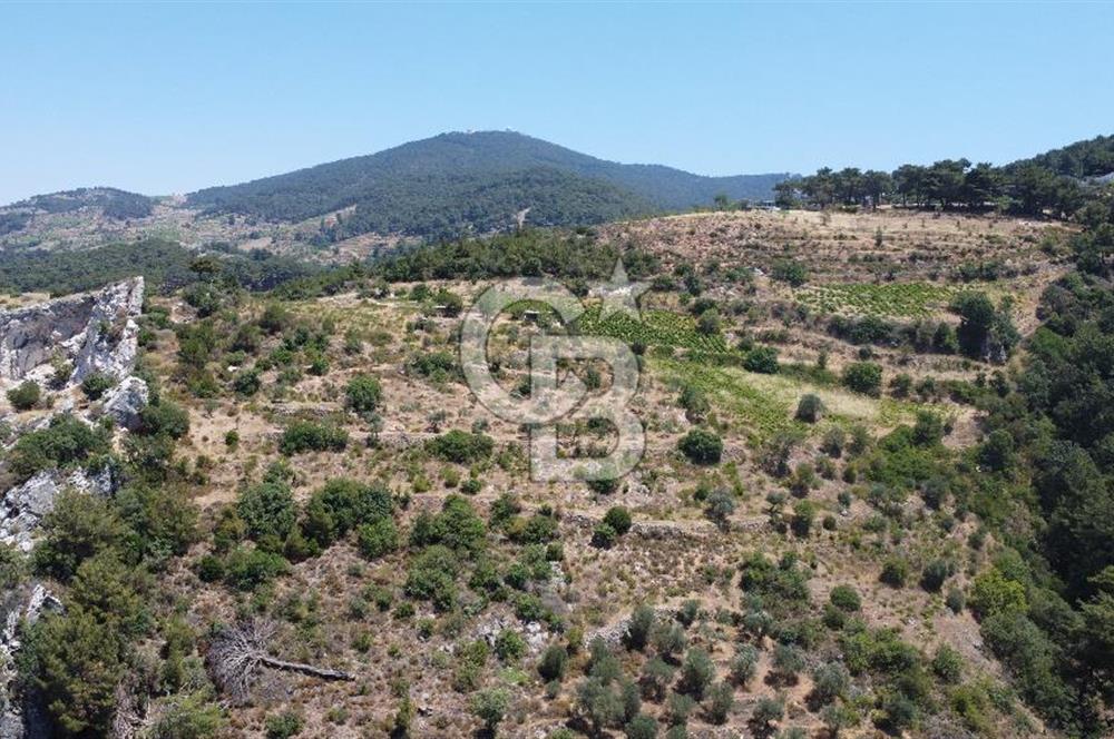 İzmir Kavacık 23.196,68 m2 Bağ ve Zeytinlik Olan Satılık Arsa